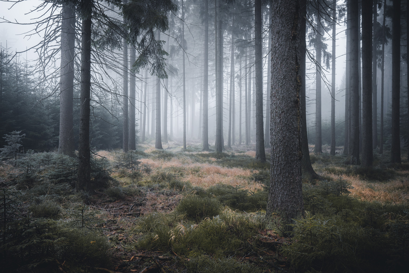 Tajemný les - Brdy, Česká republika