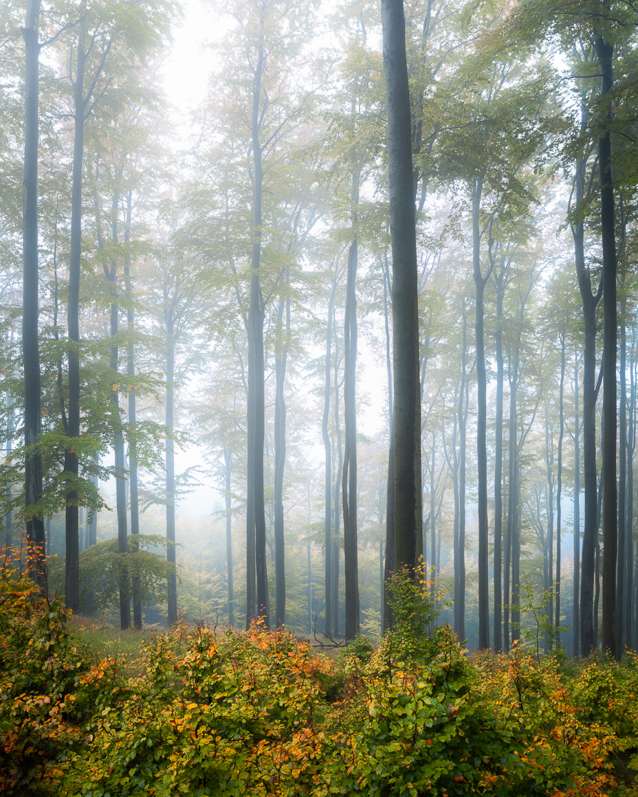 Bukové lesy v mlze - Lužické hory, Česká republika